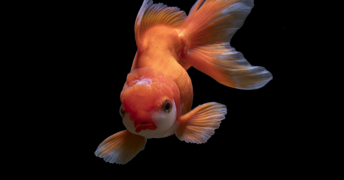 Licenças de Curaçao, Malta e Gibraltar — O Que Significam Para Cassinos Online